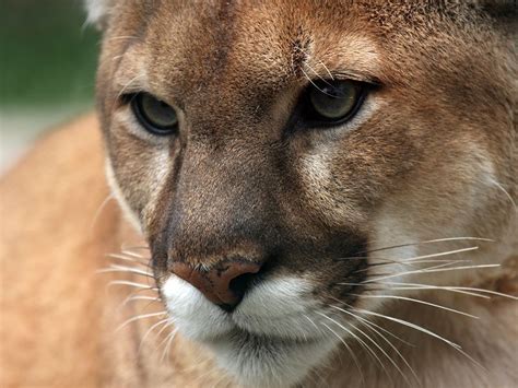 Leduc Mounties warn of cougar sightings in area | Edmonton Journal