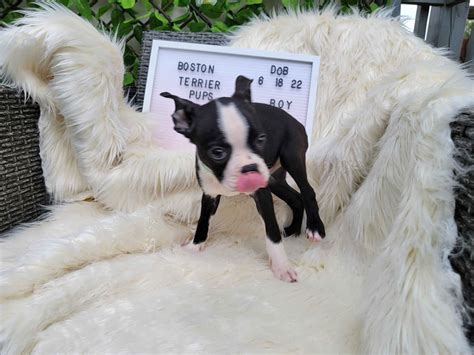 Boston Terrier (Bostie) Puppies For Sale - AKC PuppyFinder
