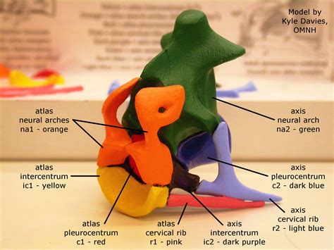 Atlas Axis Bones 8