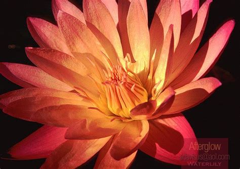 Afterglow Tropical Waterlily