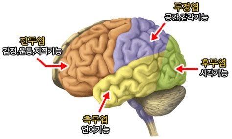 temporal lobe