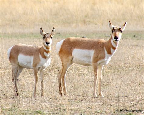 Pronghorn Antelope