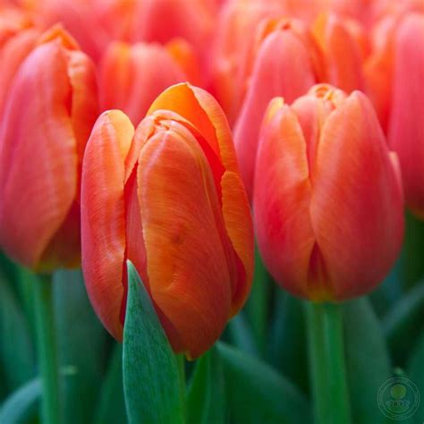 Тюльпан Оранж Джус (Tulipa Orange Juice) купить луковицы в Москве по ...