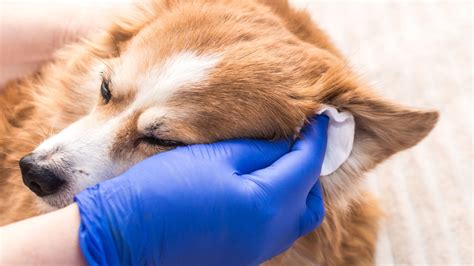 how to clean dog's ears properly