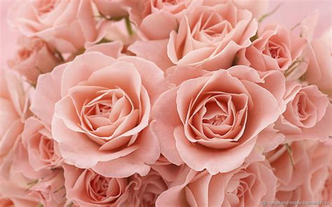 "Collection Of Roses" - набор двенадцати пробников в интернет-магазине ...