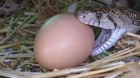 Bullsnake eating chicken eggs - YouTube