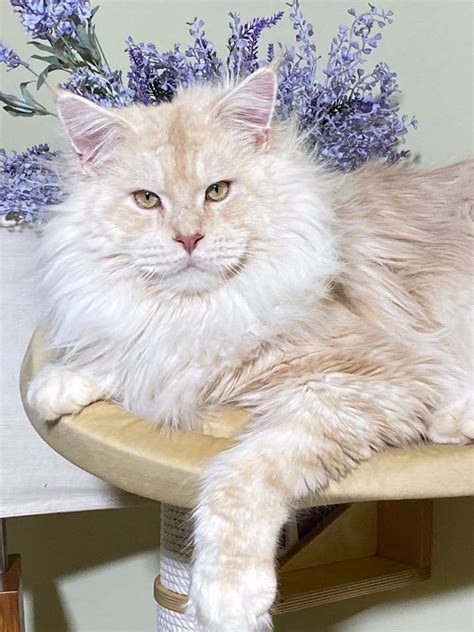 Polydactyl Maine Coon Cat | Cattery