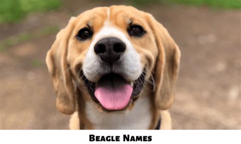 600+ Beagle Names For Your Adorable Puppy