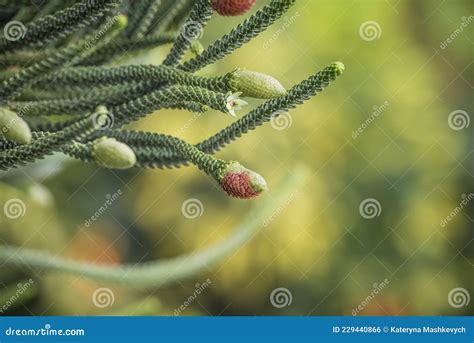 close   young male cones  branch  evergreen coniferous tree