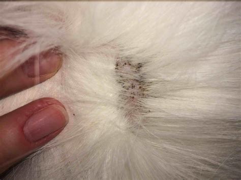 Why Does My Cat Have Black Specks, But No Flea Dirt? | Petco