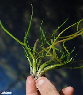 FOTOS DE FLORA NATIVA Y ADVENTICIAS DE URUGUAY : Triglochin scilloides ...