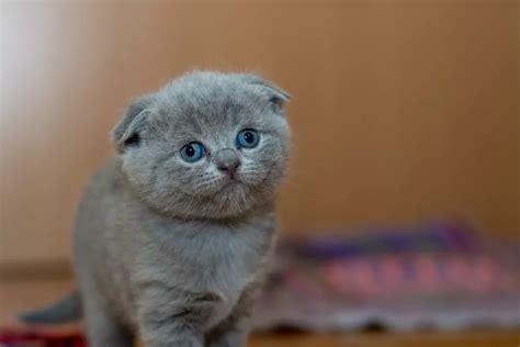 5 Things to Know Before Getting a Cat
