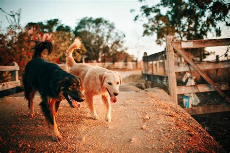 Dogs at a farm in Belo | Free Photo - rawpixel