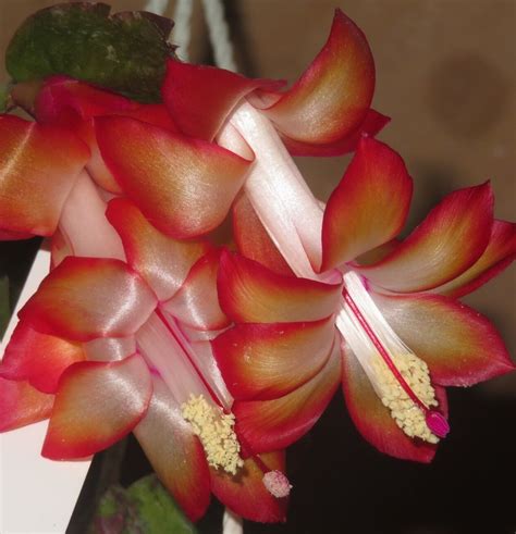 Schlumbergera cv Samba Brazil / SCHLUMBERGERA CV / SHOP | CULTURE PLANTS