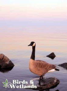 All About the Giant Canada Goose - Birds & Wetlands