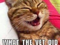 funny cat  ideas cat memes funny cat memes funny cats