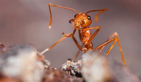 Carpenter Ants vs. Fire Ants: What’s the Difference? - What Kind of Bug ...