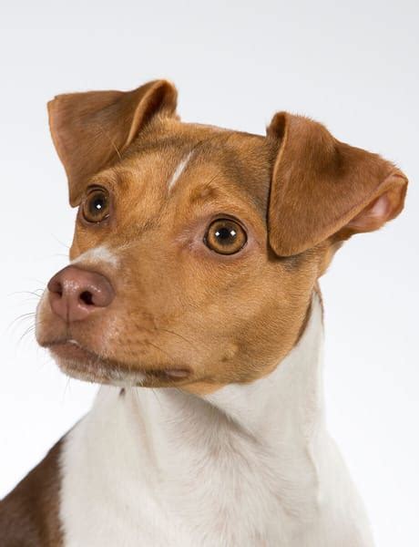 The Brazilian Terrier: All about the breed