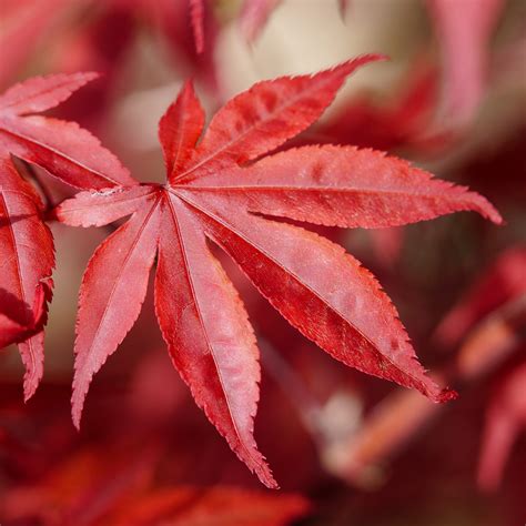 japanese emperor maple tree