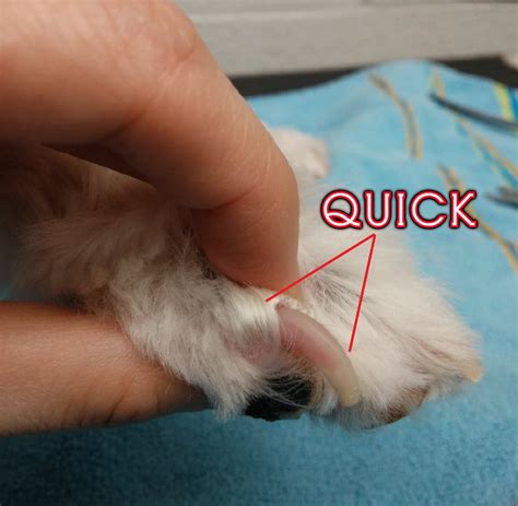how to cut dog nails with quick
