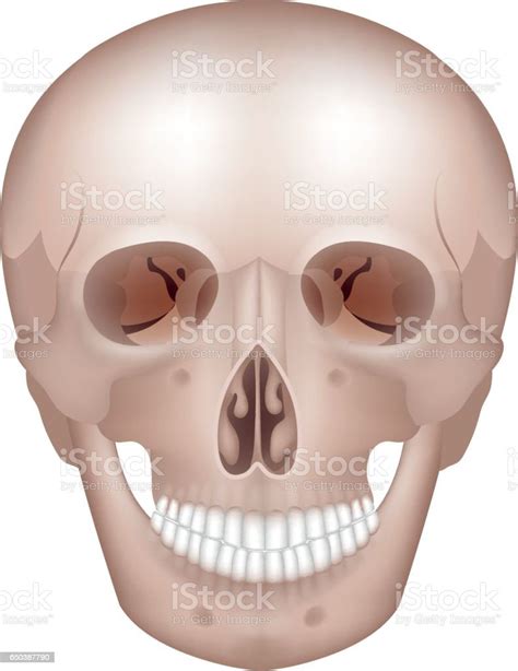 Human Skull Detailed Anatomy Stock Illustration - Download Image Now ...