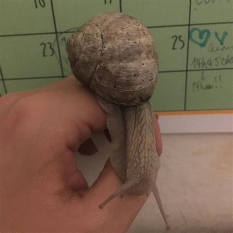 Gorgeous Georges : snails