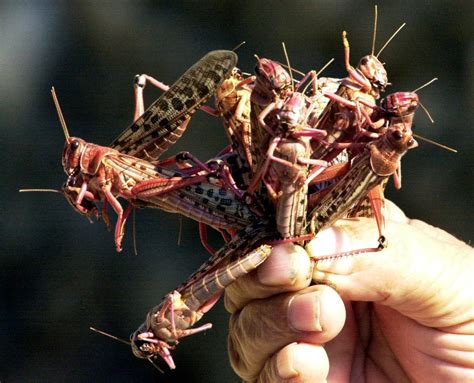 scientists   complete genome  desert locust