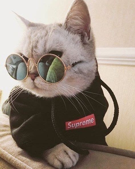 34 hình ảnh đẹp nhất về cat | Động vật, Mèo đẹp, Mèo