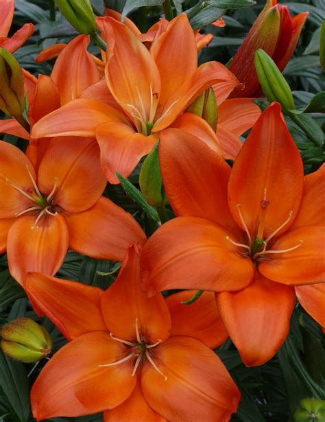 10 Types Of Orange Lilies And How To Care For Them