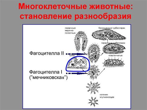 Многоклеточные животные - презентация онлайн