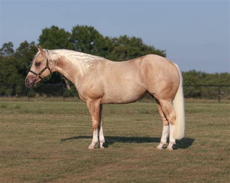 Metilion - Double registered AQHA & APHA