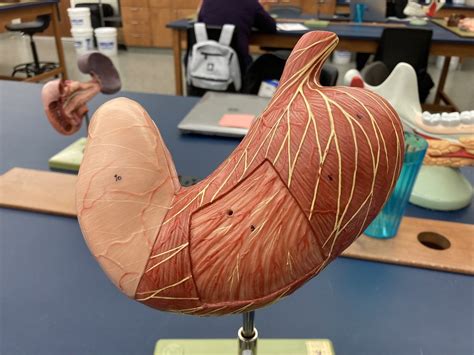stomach model exterior diagram quizlet