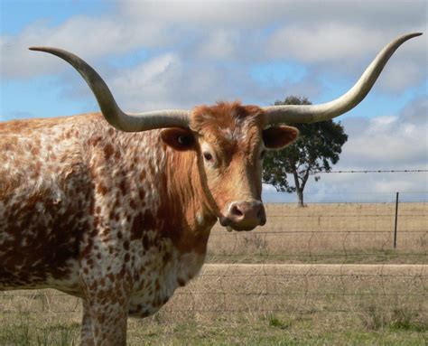 texas longhorns australia  promoting  texas longhorn breed