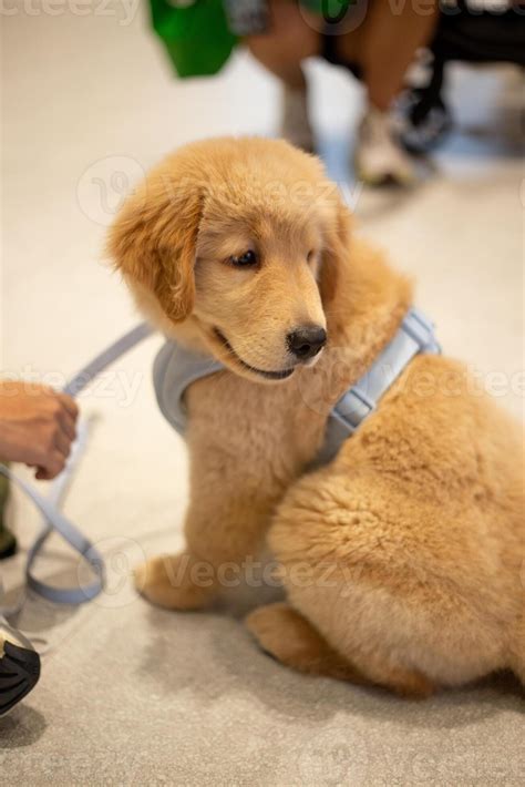 baby puppy golden retriever dog on dog leash with dogs owner in public