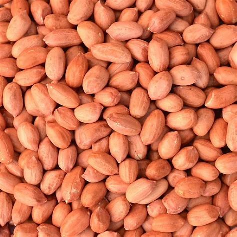 peanut size bold   price  surat id  florely impex