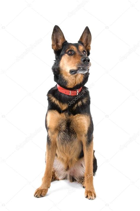 German shepherd sitting Stock Photo by ©eriklam 12879172