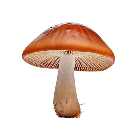 mushroom clip art 5