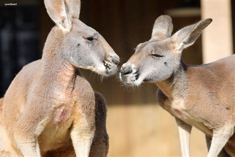 You Are A...Kangaroo - Cincinnati Zoo & Botanical Garden