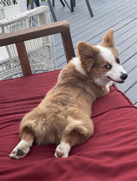 Fluffy corgi sploot! : r/corgi