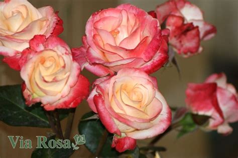 Купить Роза Белла Перла (Belle Perle) | VIA ROSA