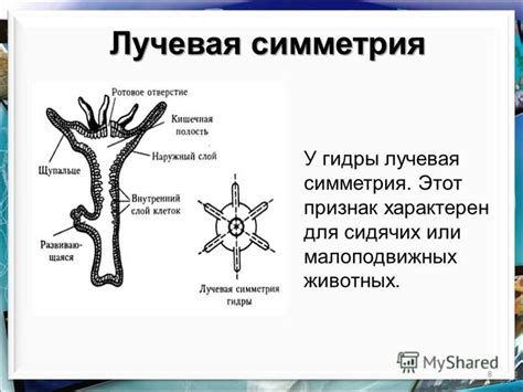Презентация на тему: "ТИП КИШЕЧНОПОЛОСТНЫЕ ПРЕСНОВОДНЫЙ ПОЛИП ГИДРА. 2 ...