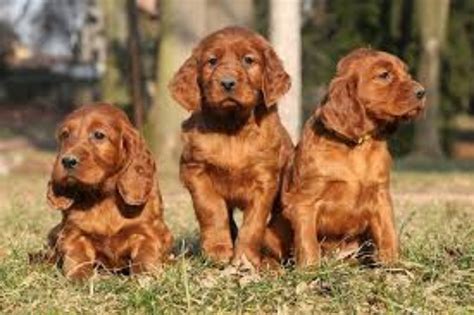 Irish Setter vs English Setter - Breed Comparison