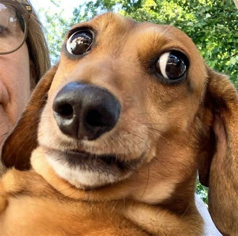 14 Pictures Proving That Dachshund Is The Cutest Dog In The World ...