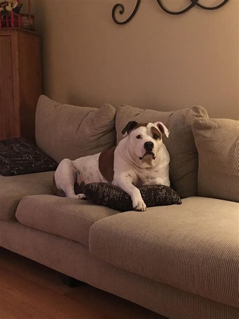 141 American Bulldog Names at DogNamed.com