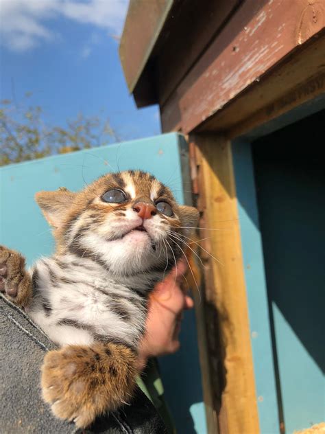 Have You Spotted Our Baby Cats • Folly Farm Zoo