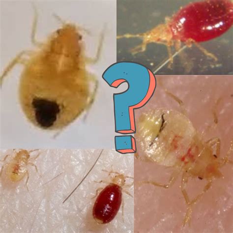 Bed Bug Larvae: Everything You Need to Know - thebedbugpress.com