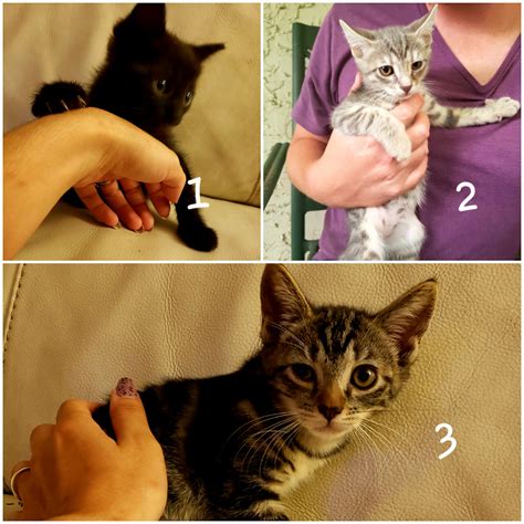 Kittens : r/orlando