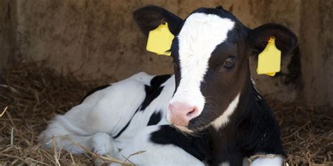 News | Farmer survey highlights importance of calf health and reducing ...