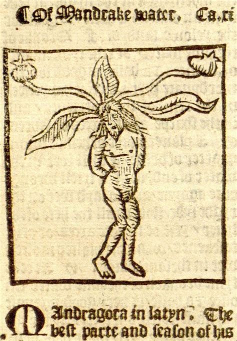 Pin on Mandragora: History and Lore of the Mandrake