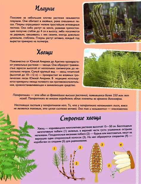 Строение папоротника хвоща и плауна таблица - красивые картинки и обои ...